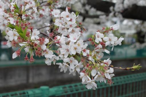 桜 桜 さくら,桜,葉桜の写真素材