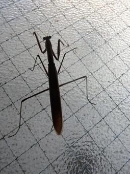 ガラス窓にとまるオオカマキリ ガラス窓にとまるオオカマキリの写真