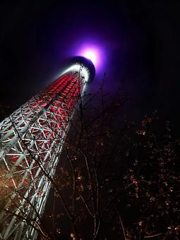 夜桜とスカイツリー 夜桜とスカイツリー 夜桜,桜,スカイツリーの写真素材