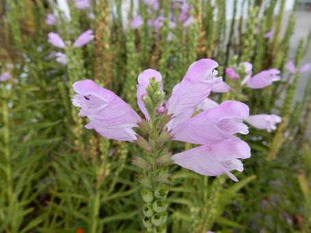 【花の写真】ハナトラノオ（花虎の尾） ハナトラノオ,花虎の尾,植物の写真素材