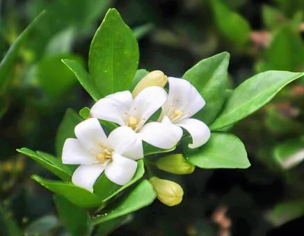 シルクジャスミンの写真