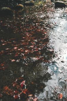 紅葉落ち葉 紅葉落ち葉の写真