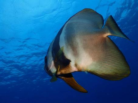 伊豆大島のツバメウオ 伊豆大島のツバメウオの写真