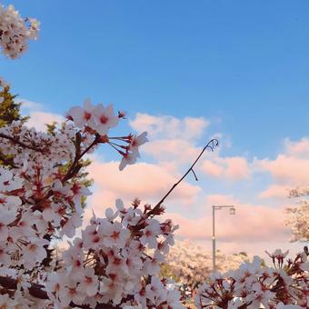 空と桜 空と桜の写真