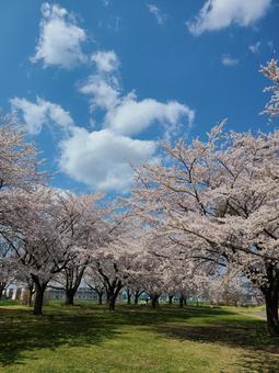 満開の桜と春の青空 満開の桜と春の青空の写真