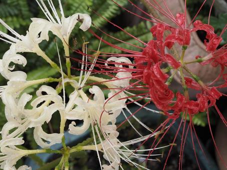 Red and white spider lilies, JPG Red and white spider lilies, JPG