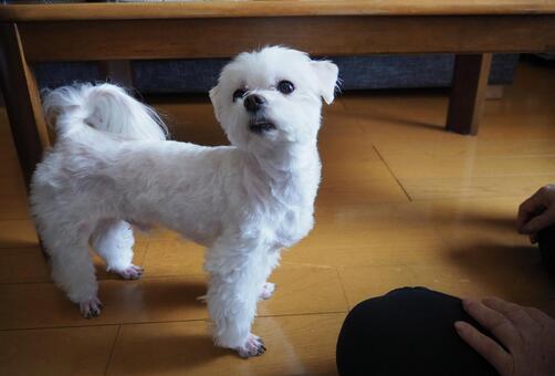 ぼくに何か用？ かわいい,癒し,動物の写真素材