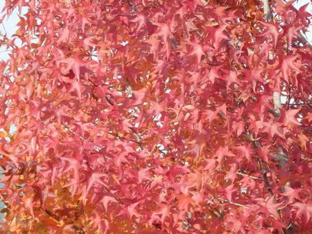 【紅葉写真】美しい紅葉 紅葉,自然,風景の写真素材