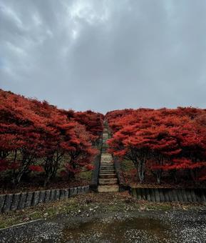 怪しい空と真っ赤な紅葉。この先に！ 秋,ツツジ,紅葉の写真素材