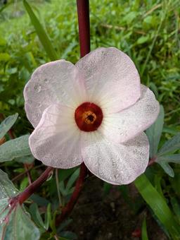 ローゼルの花 ローゼルの花 ローゼル,花,ピンクの花の写真素材