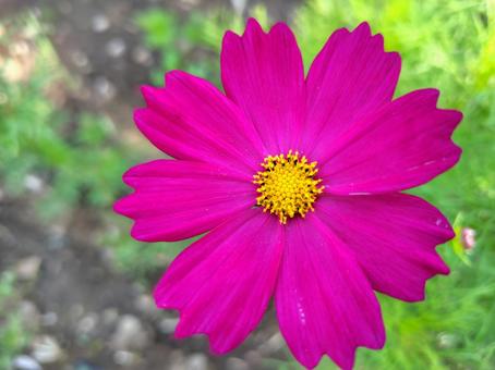 Cosmos has bloomed, JPG Cosmos has bloomed, JPG