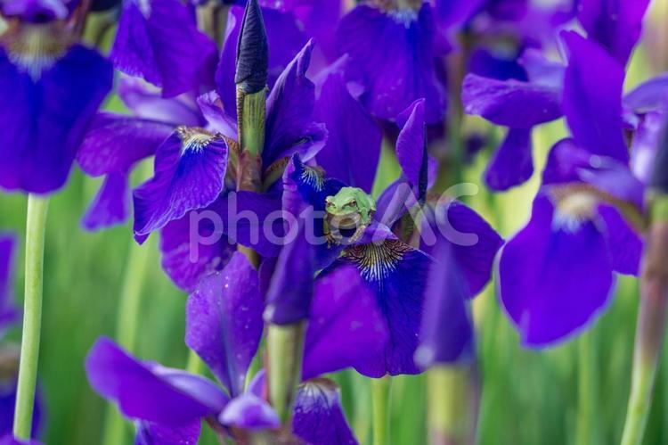 菖蒲の花とカエル 菖蒲,カエル,群生の写真素材