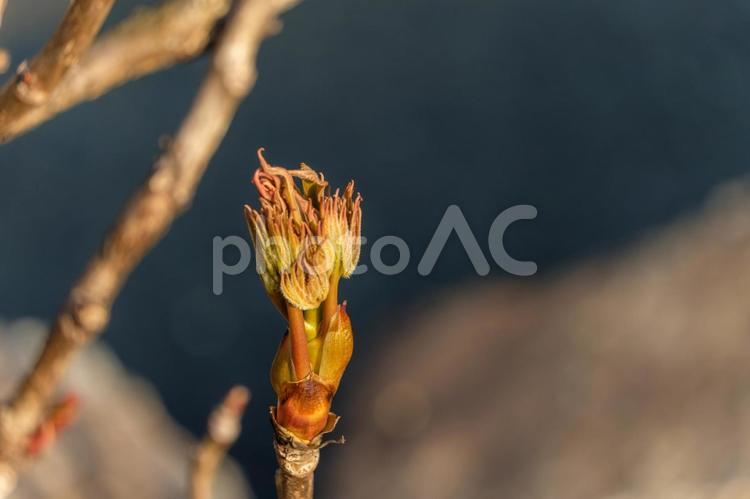 牡丹の新芽の芽吹き 牡丹,新芽,若葉の写真素材