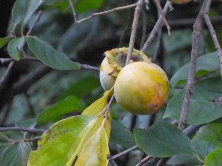 野生の柿の実 柿,植物,実の写真素材
