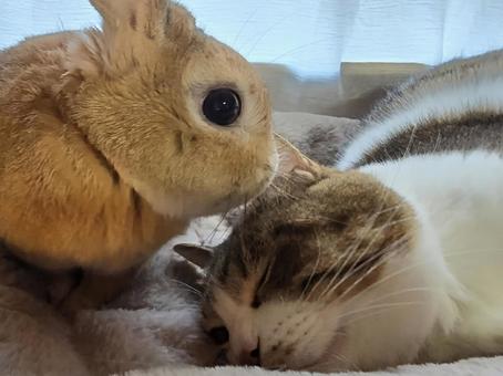 うさぎと猫 猫,ネコ,うさぎの写真素材