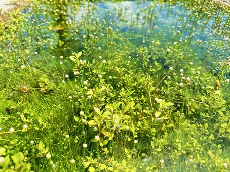公園　夏の風景　水溜まりの浮き草 太地町森浦,公園,公共施設の写真素材