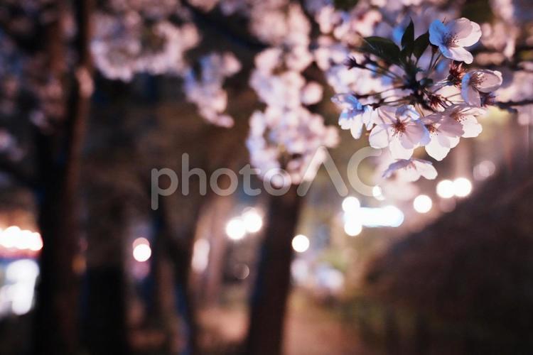 夜を照らす桜 春,桜,夜桜の写真素材