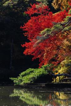 神戸市立森林植物園の紅葉　リフレクション 兵庫県,神戸市,北区の写真素材