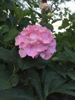 あじさい あじさいの写真