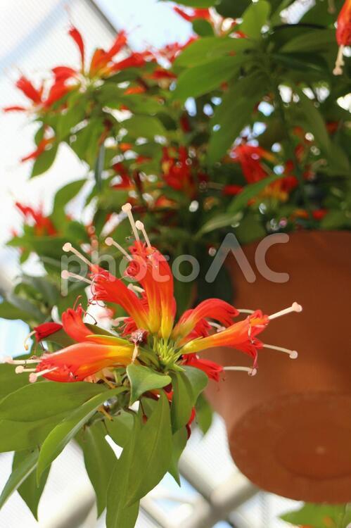 エスキナンサス・スペキオスス エスキナンサス・スぺキオスス,垂れる花,オレンジ色の花の写真素材