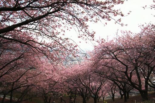 さくら 自然,屋外,桜の写真素材