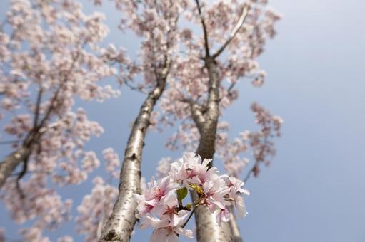 桜 桜の写真