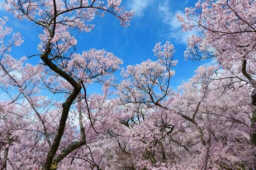 高遠城址公園の桜。 さくら,桜,タカトオコヒガンザクラの写真素材