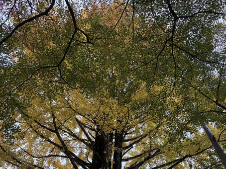 香嵐渓のイチョウ 香嵐渓,名古屋,イチョウの写真素材