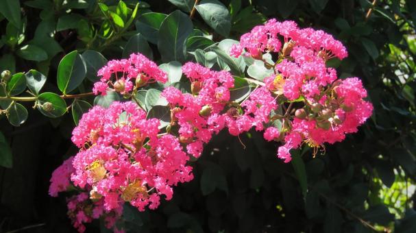 サルスベリの花 サルスベリの花の写真