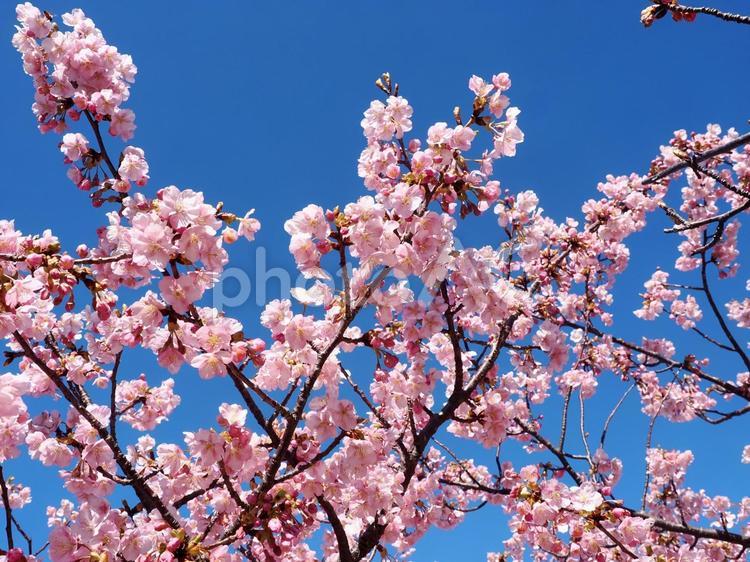 河津桜のある風景 河津桜,桜,花の写真素材