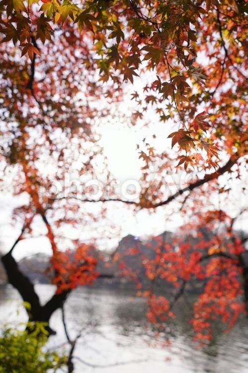 井の頭公園の紅葉 紅葉,モミジ,秋の写真素材