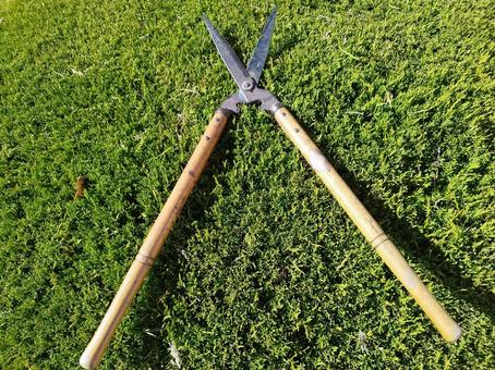 グリーンと大きなハサミ 植物,常緑樹,木の写真素材