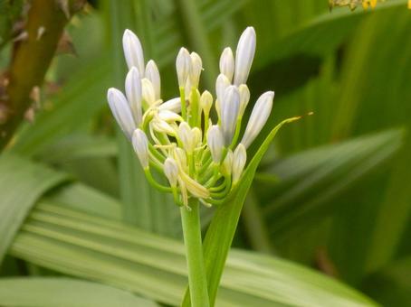 Photo, agapanthus, purple clam, cliviaceae, 
