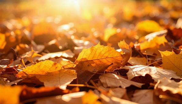 紅葉した落ち葉全面 紅葉した落ち葉全面の写真
