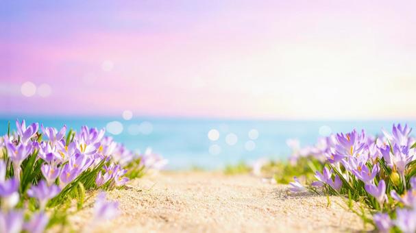 海辺花キラキラ 海辺花キラキラの写真