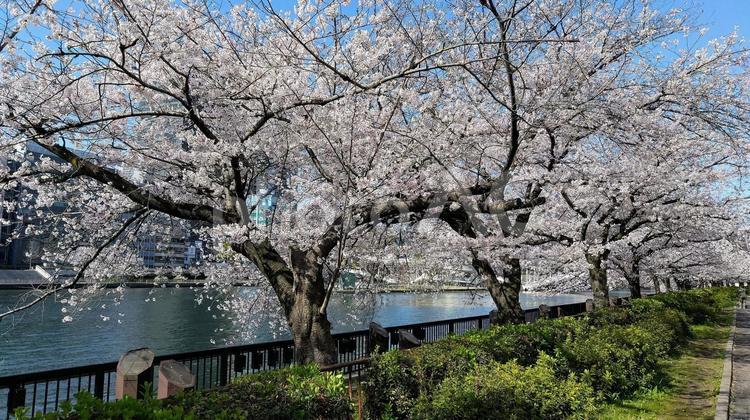 桜ノ宮の川沿い桜3 ウォーキング,コース,大阪市の写真素材