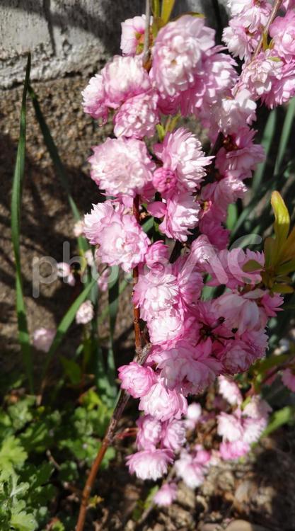ニワザクラと庭桜 ニワザクラ,庭桜,植物の写真素材