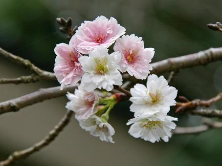 サクラ 'コブクザクラ' サクラ 'コブクザクラ' サクラ,コブクザクラ,桜の写真素材