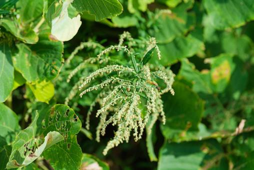 草陰で咲く独特な形のヤマブキショウマの花 草陰で咲く独特な形のヤマブキショウマの花 ヤマブキショウマ,草花,花の写真素材