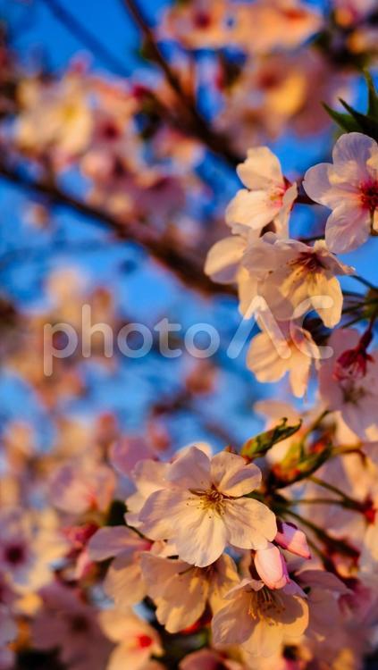 オレンジ色の光で照らされている桜 光,太陽,背景の写真素材