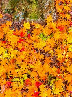色とりどりの落ち葉のじゅうたん 紅葉,落ち葉,秋の風景の写真素材
