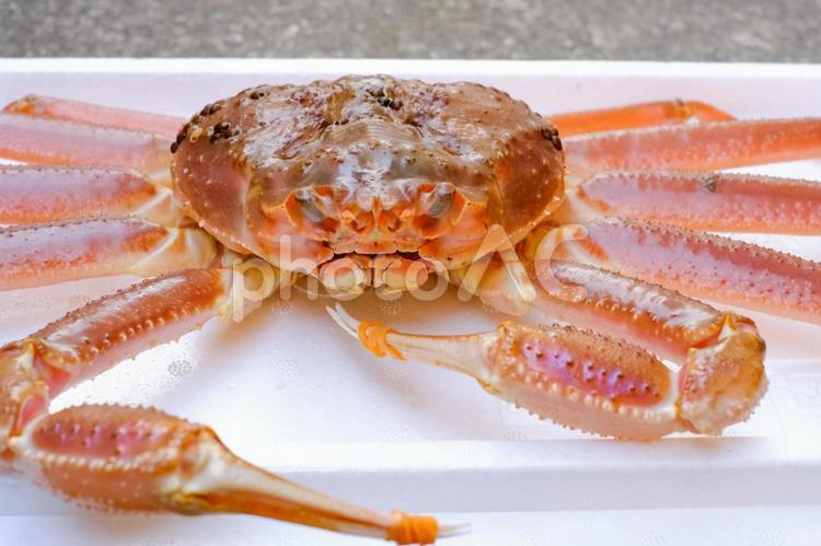 蟹 カニ,蟹,ハサミの写真素材