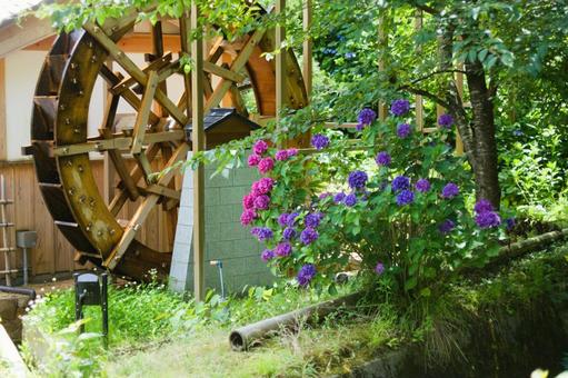 水車小屋と咲き誇る紫陽花 水車,水車小屋,水辺の写真素材