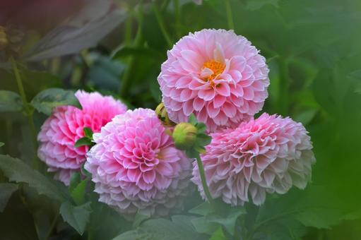 ダリア-7 ダリア-7 ダリア,花,秋の写真素材