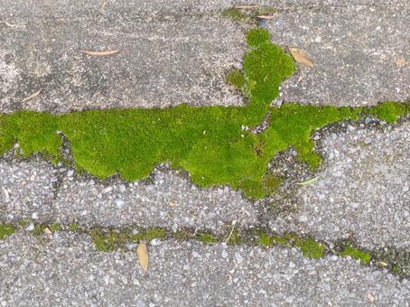 苔 苔,地面,道路の写真素材