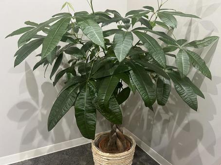 観葉植物 観葉植物 観葉植物,グリーン,癒しの写真素材