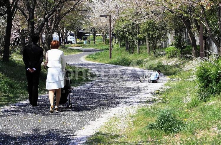 桜の花が散る散歩道 桜,さくら,サクラの写真素材