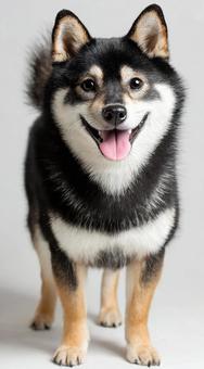 元気いっぱいの柴犬 元気いっぱいの柴犬の写真