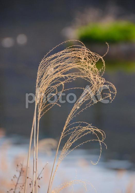 枯れすすき 枯れススキ,ススキ,枯れたの写真素材