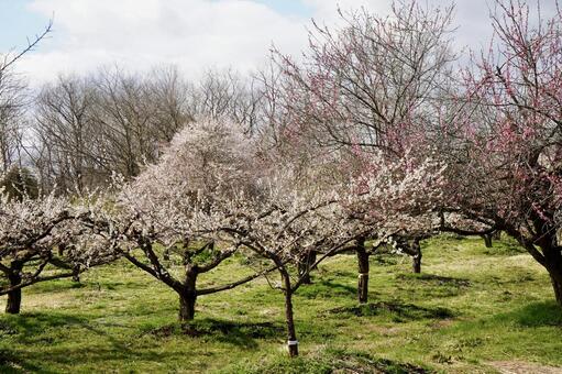梅林の梅 春,うめ,梅の写真素材
